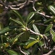 Malattia e potatura del pitosforo
