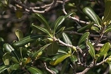 Malattia e potatura del pitosforo
