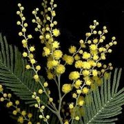 mimosa