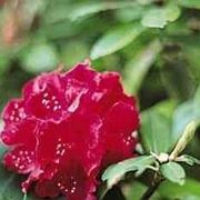 Parassiti e malattie rododendro