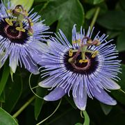 passiflora