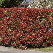 photinia-7