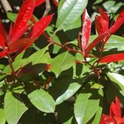 photinia-8