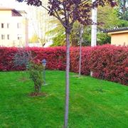 photinia