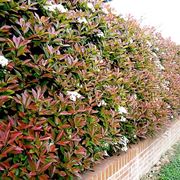 Photinia siepe: caratteristiche generali