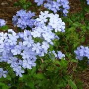 plumbago-7
