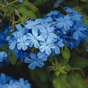 plumbago-9