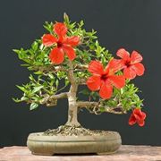 RINVASO BONSAI DI HIBISCUS