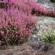 <b>Riproduzione dell'erica arborea</b>