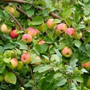 Risposta: Potatura delle piante da frutto