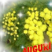 Risposta: Quanto vive la mimosa?