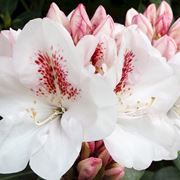 RODODENDRO Bianco