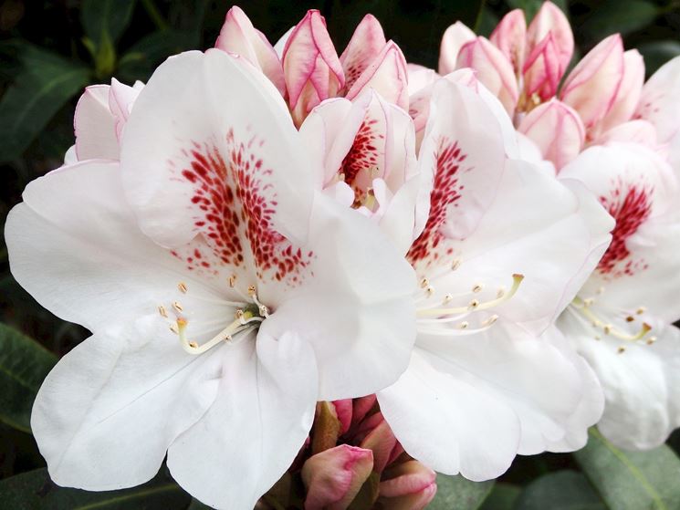 RODODENDRO Bianco