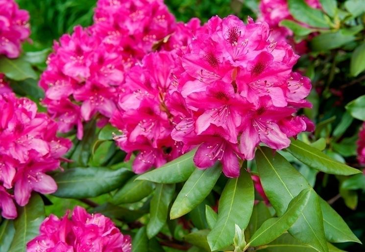 La genealogia del rododendro