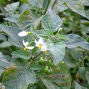solanum