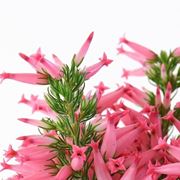 Variet erica