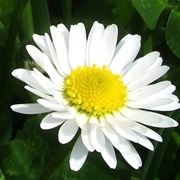 Coltivare la margherita africana