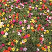 Come prendersi cura della portulaca