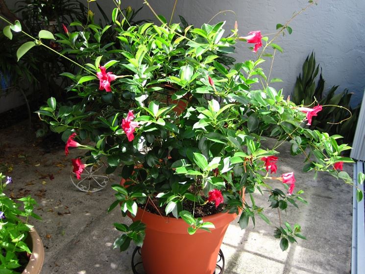 dipladenia