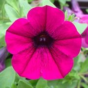 petunia-4