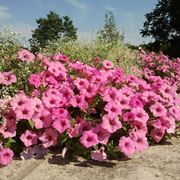 petunia-6
