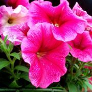 petunia-7