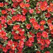 I vari usi della portulaca