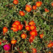 portulaca-8