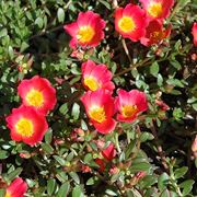 portulaca-9