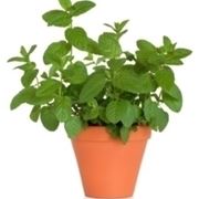Arbusti ornamentali sempreverdi