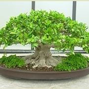 Bonsai da interno