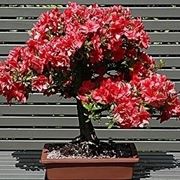 Bonsai