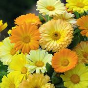 Calendula-16