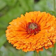 Calendula-25