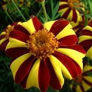 Calendula-8