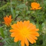 Calendula