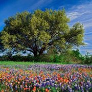 Fiori di campo-17
