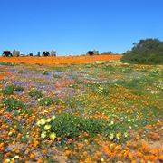 Fiori di campo-9