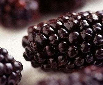 Piccoli frutti