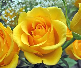 Significato fiori