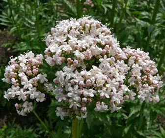 Valerianacee