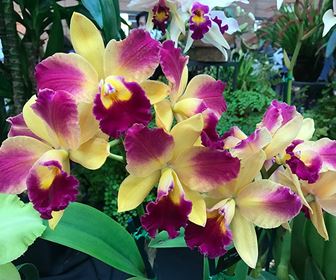 Variet orchidee